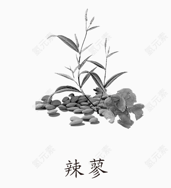 辣蓼草药免抠素材免费下载