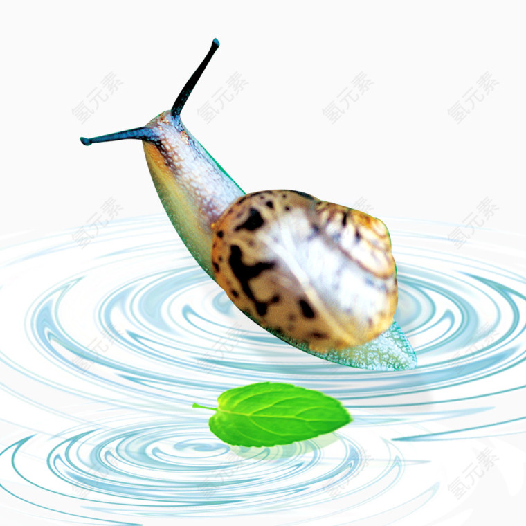 游泳的蜗牛