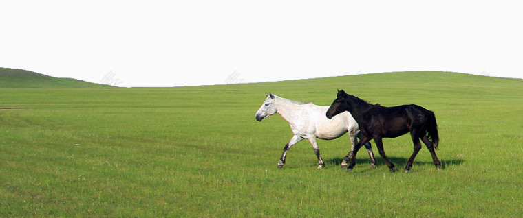 内蒙古草原上的两匹马