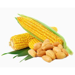 玉米和花生