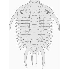 灰色的海洋生物