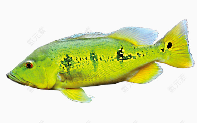 绿色加黄色的鱼素材