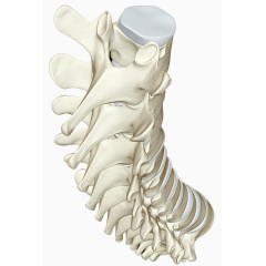 尾端脊椎骨头