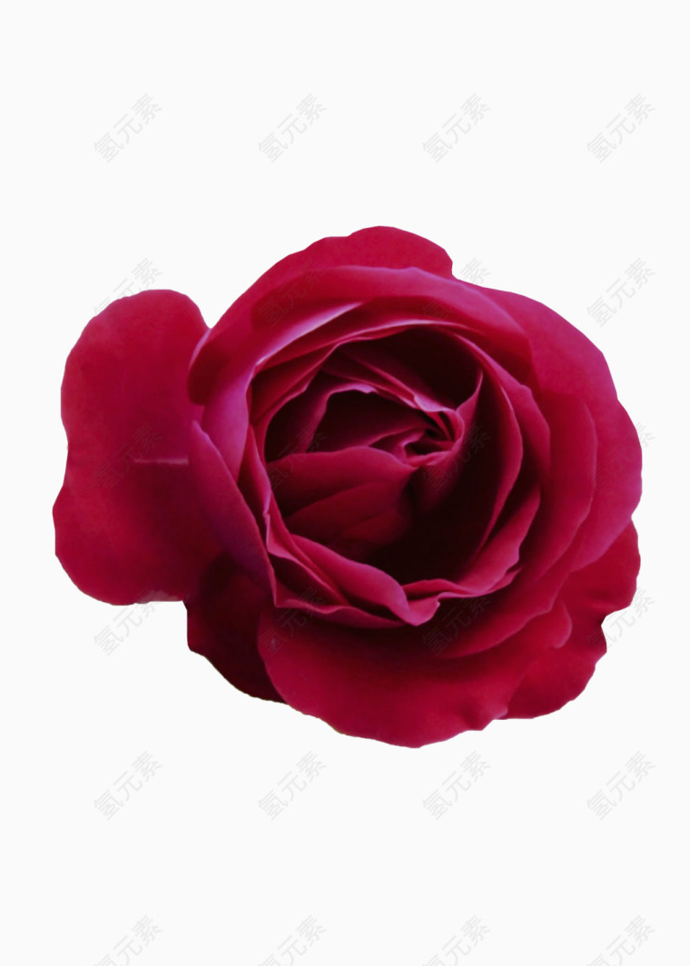 一朵开放的红色玫瑰花