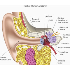 耳朵细胞结构