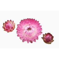 蜡菊花苞和盛开的花图片素材