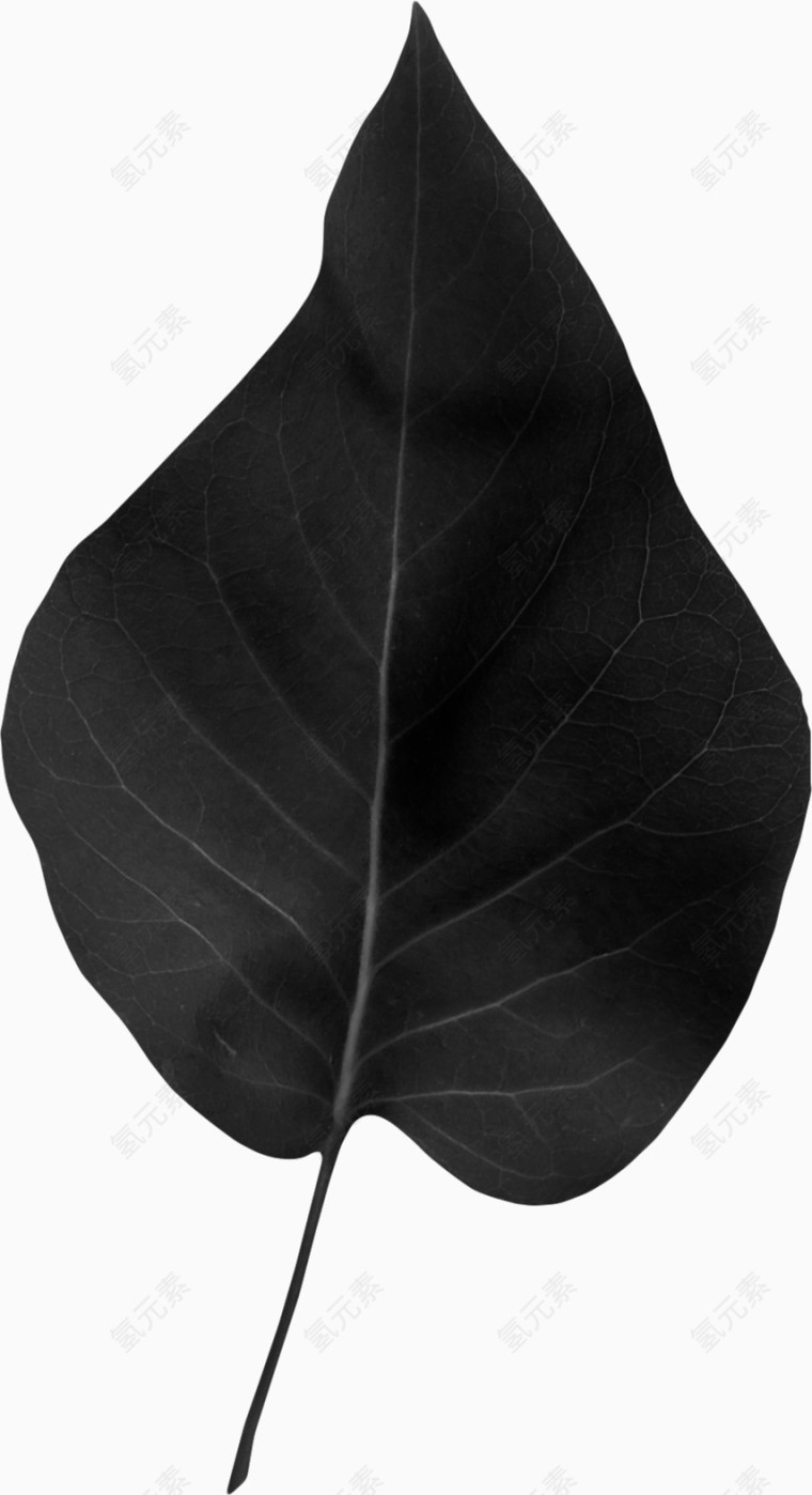 黑色树叶