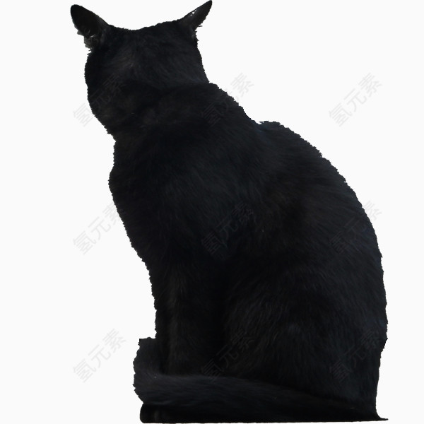 黑猫的背影