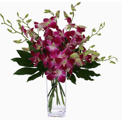 花瓶装紫色石斛花