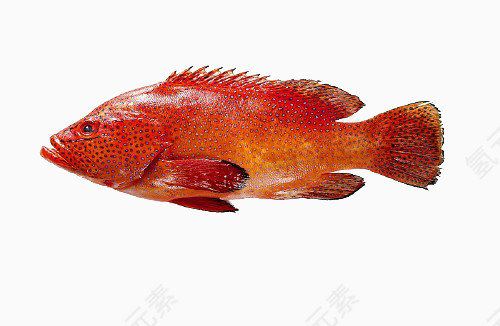 红色石斑鱼