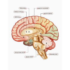 大脑内部结构