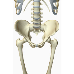 人体盘骨结构图片