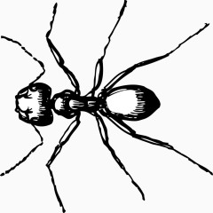 黑白色的蚂蚁