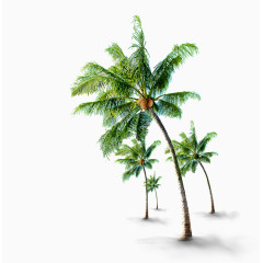 椰子树素材