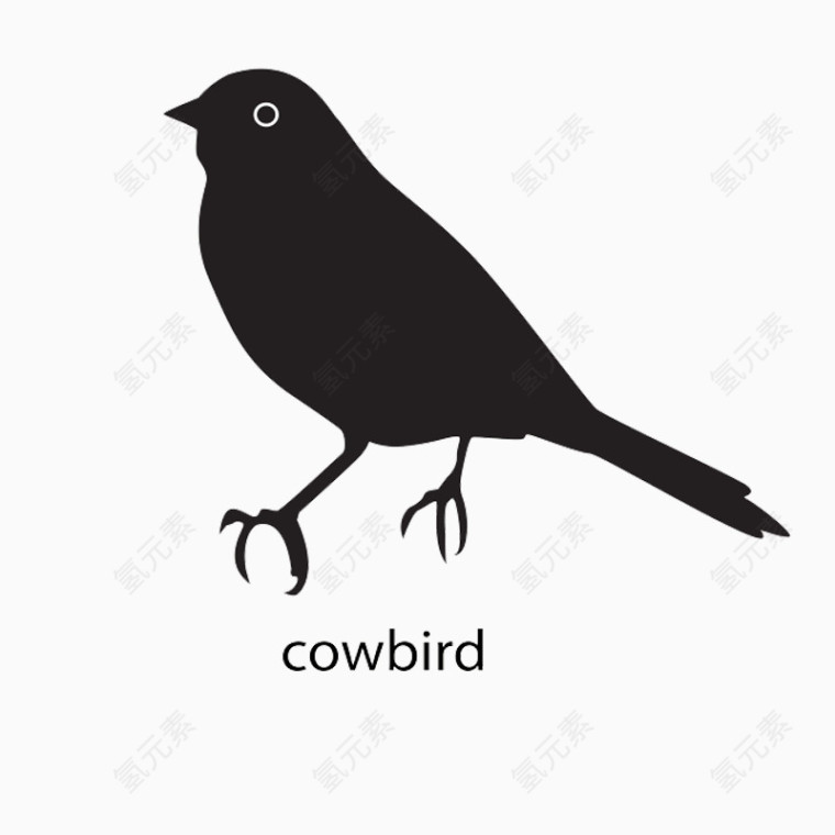 cowbird八哥英文注释加轮廓