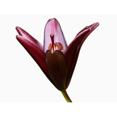 紫红色百合花