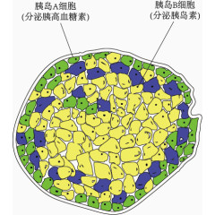 胰岛AB细胞