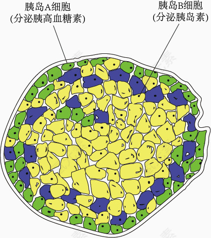 胰岛AB细胞