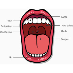 口腔结构图矢量素材