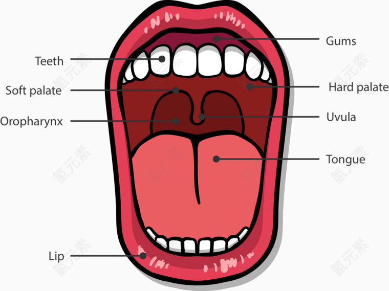 口腔结构图矢量素材