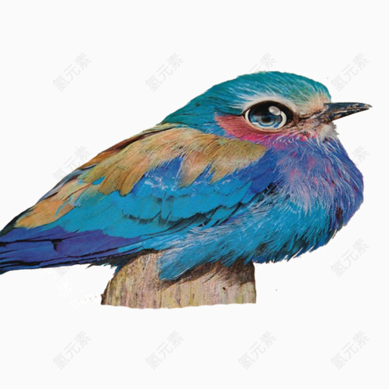 迷人的彩色小鸟铅笔画