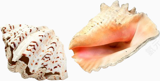漂亮纹理海螺