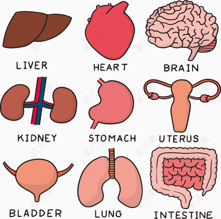 矢量卡通内脏素材