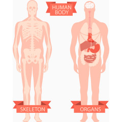 矢量手绘人体透视图