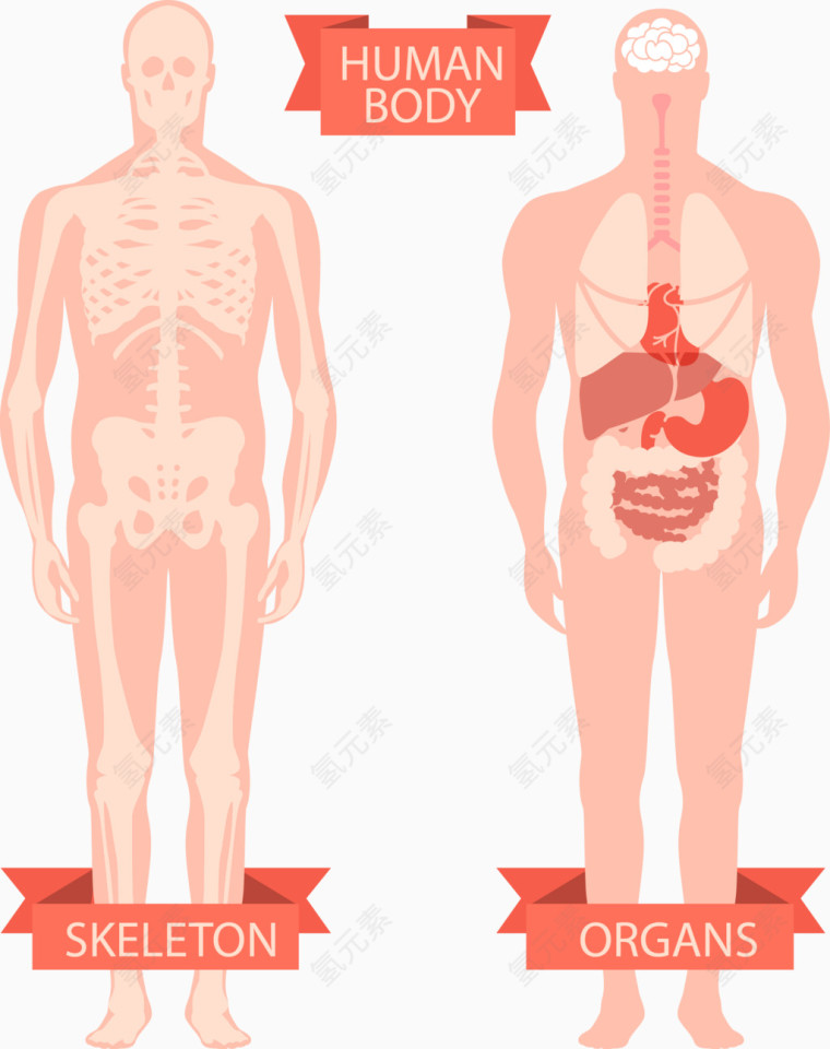 矢量手绘人体透视图