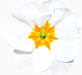 白色花卉装饰素材