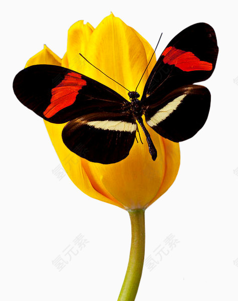 蝴蝶栖息在花朵上