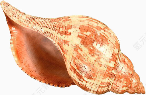 橙色花纹海螺