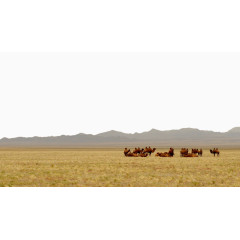 草原骆驼