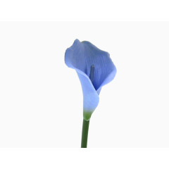 一朵蓝色马蹄莲