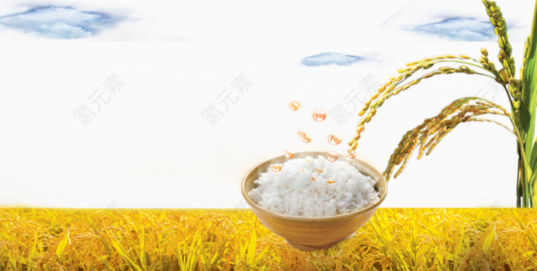 水稻米饭
