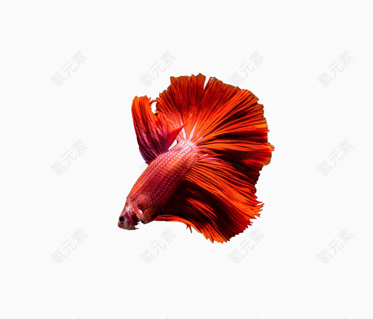红色鱼