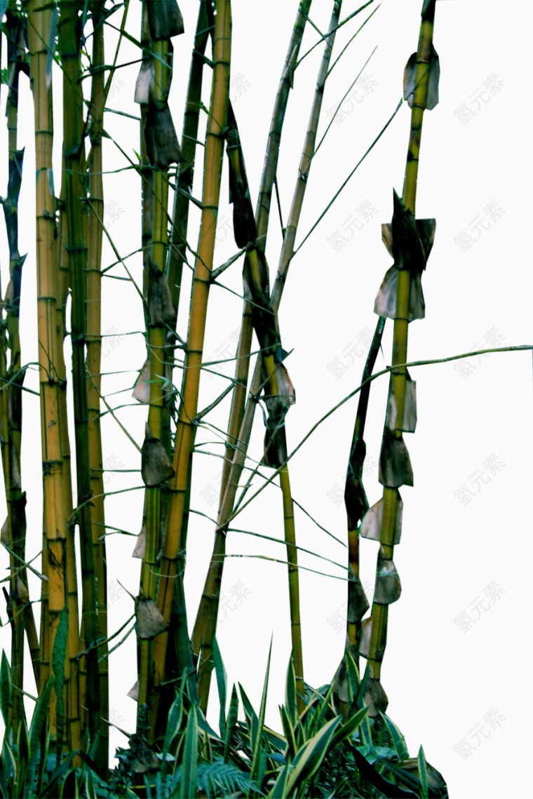 竹子林素材