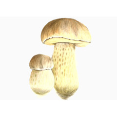 花生形状的蘑菇