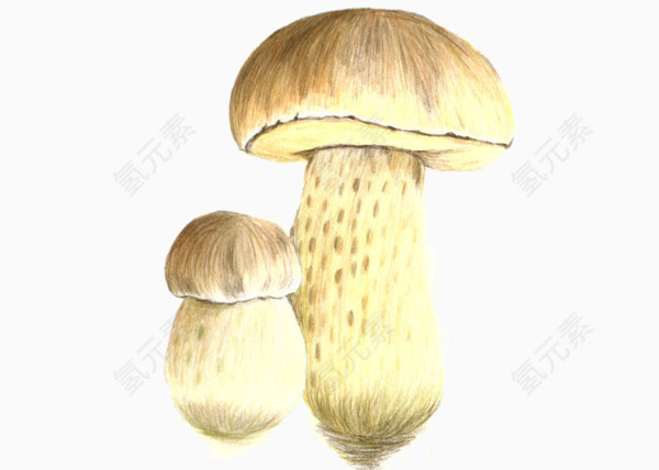 花生形状的蘑菇