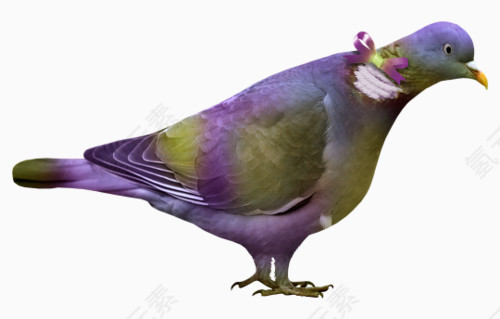 紫色小鸟