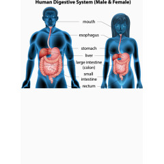 男女人体消化系统创意矢量素材
