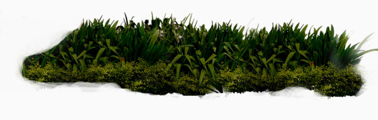 植物绿化园林草