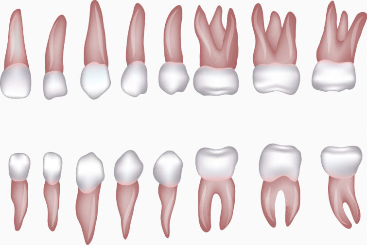 各种形状的矢量牙齿下载