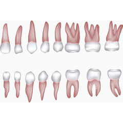 各种形状的矢量牙齿