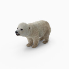 灰北极熊