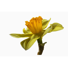 黄色造型独特的鲜花
