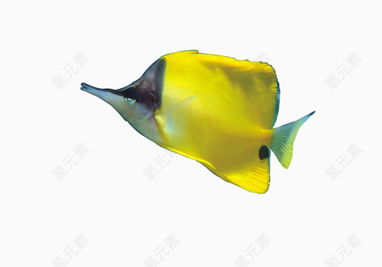 黄色鲳鱼