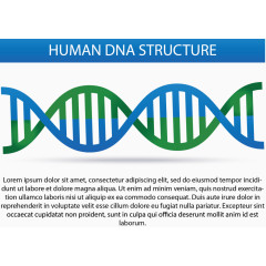 矢量DNA结构示意图