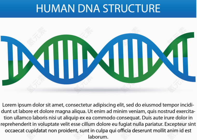矢量DNA结构示意图