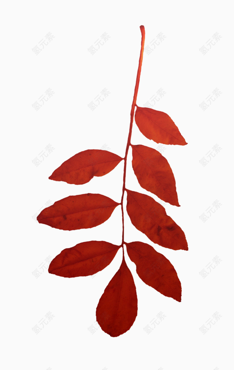 红色枝叶